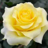 Rose Helmut Schmidt Roshhel - Garden Express Australia