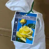 Rose Helmut Schmidt Rose Helmut Schmidt