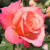 Rose Ita Buttrose Roshibu - Garden Express Australia