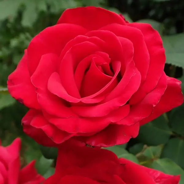 Rose La Marseillaise