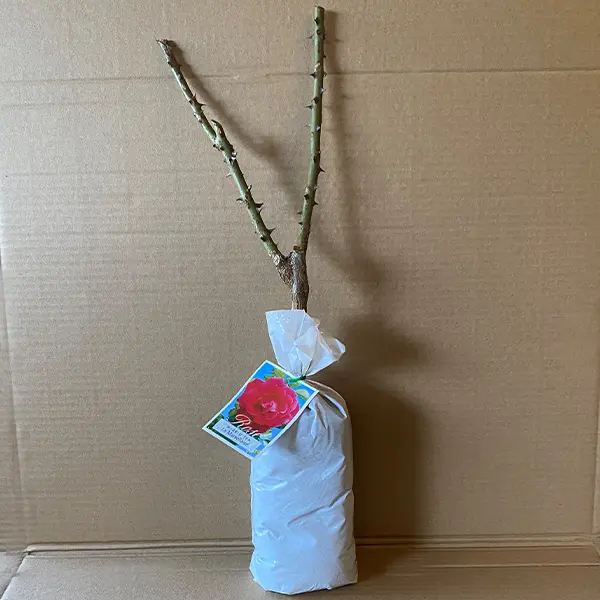 Rose La Marseillaise