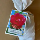 Rose La Marseillaise Rose La Marseillaise