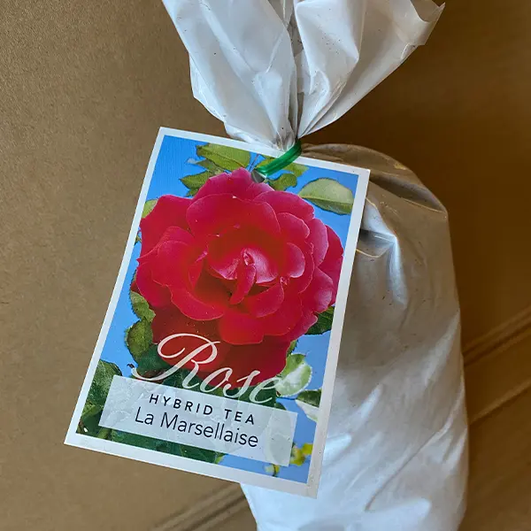 Rose La Marseillaise