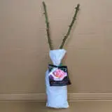 Rose Lets Celebrate Rose Lets Celebrate