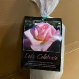 Rose Lets Celebrate Rose Lets Celebrate