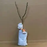 Rose Lolita Rose Lolita