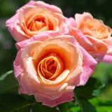 Rose Lolita Roshlol - Garden Express Australia