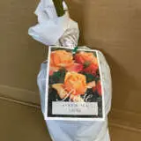 Rose Lolita Rose Lolita