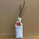 Rose Loving Memory Rose Loving Memory