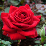 Rose Loving Memory Roshlme - Garden Express Australia