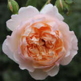 Rose Madame Paule Massad Rosmsmpm - Garden Express Australia