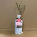 Rose Mademoiselle Meilland Rose Mademoiselle Meilland