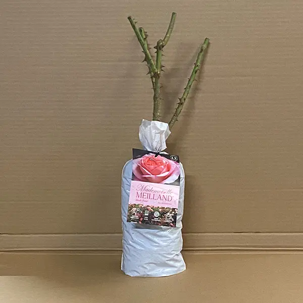 Rose Mademoiselle Meilland