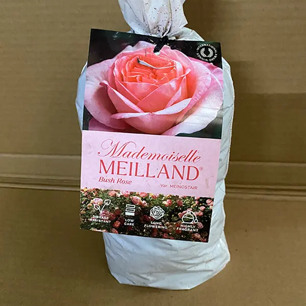 Rose Mademoiselle Meilland