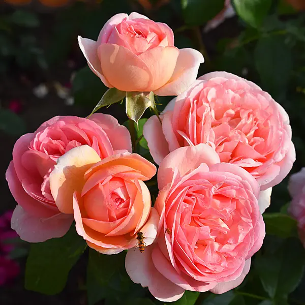 Rose Mademoiselle Meilland