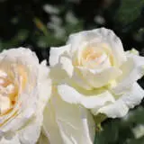 Rose Maggie Rosfmag - Garden Express Australia