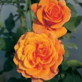 Rose Magic Sunset Rosfmsu - Garden Express Australia