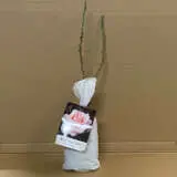 Rose Makybe Diva Rose Makybe Diva