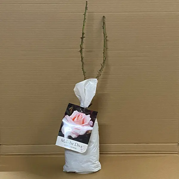 Rose Makybe Diva