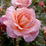 Rose Makybe Diva Roshmdi - Garden Express Australia