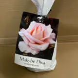 Rose Makybe Diva Rose Makybe Diva