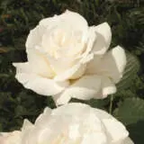 Rose Margaret Merril Rosfmme - Garden Express Australia