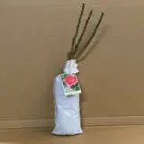 Rose Megan Louise Rose Megan Louise