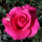 Rose Megan Louise Roshmel - Garden Express Australia