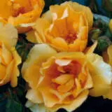 Rose Mikado Roshmik - Garden Express Australia