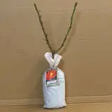 Rose Monica Rose Monica