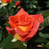 Rose Monica Roshmon - Garden Express Australia