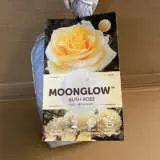 Rose Moon Glow Rose Moon Glow