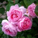 Rose My Hero Roshmhe - Garden Express Australia