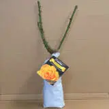 Rose My Yellow Rose My Yellow