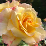 Rose My Yellow Roshmye - Garden Express Australia