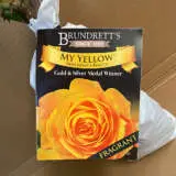 Rose My Yellow Rose My Yellow
