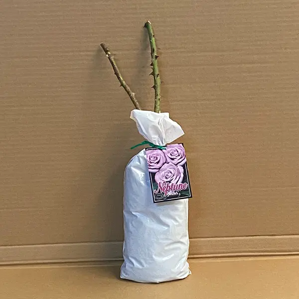 Rose Neptune (pbr) Rose Neptune (pbr)