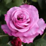 Rose Neptune Roshnep - Garden Express Australia
