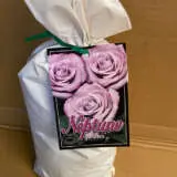 Rose Neptune (pbr) Rose Neptune (pbr)