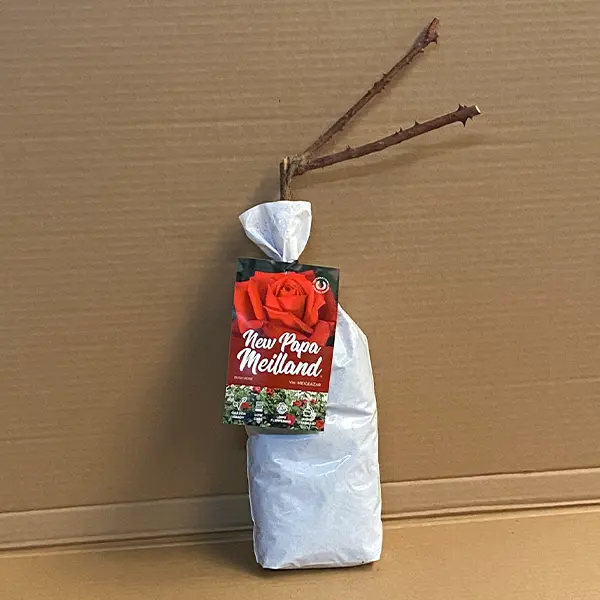 Rose New Papa Meilland