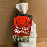 Rose New Papa Meilland Rose New Papa Meilland