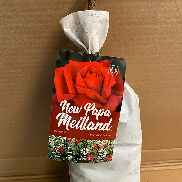 Rose New Papa Meilland