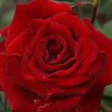 Rose New Papa Meilland Roshnpm - Garden Express Australia