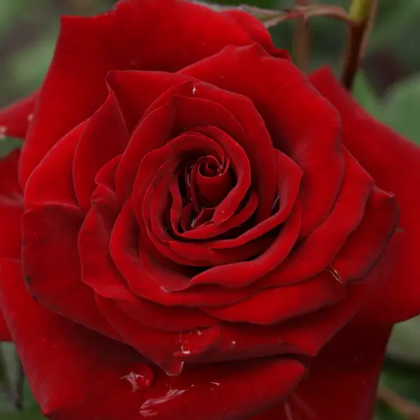 Rose New Papa Meilland