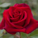 Rose Oklahoma 2 Roshokl - Garden Express Australia