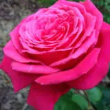 Rose Olde Fragrance Rose Olde Fragrance