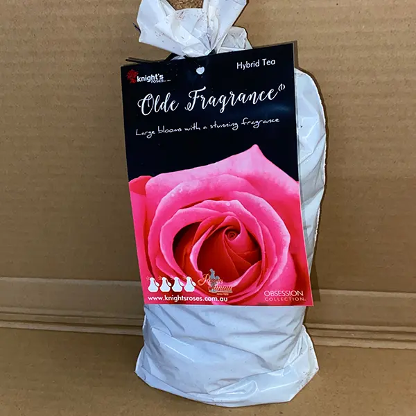 Rose Olde Fragrance