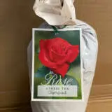 Rose Olympiad Rose Olympiad