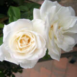 Rose Our Vanilla Rosfova - Garden Express Australia