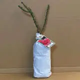 Rose Parole Rose Parole